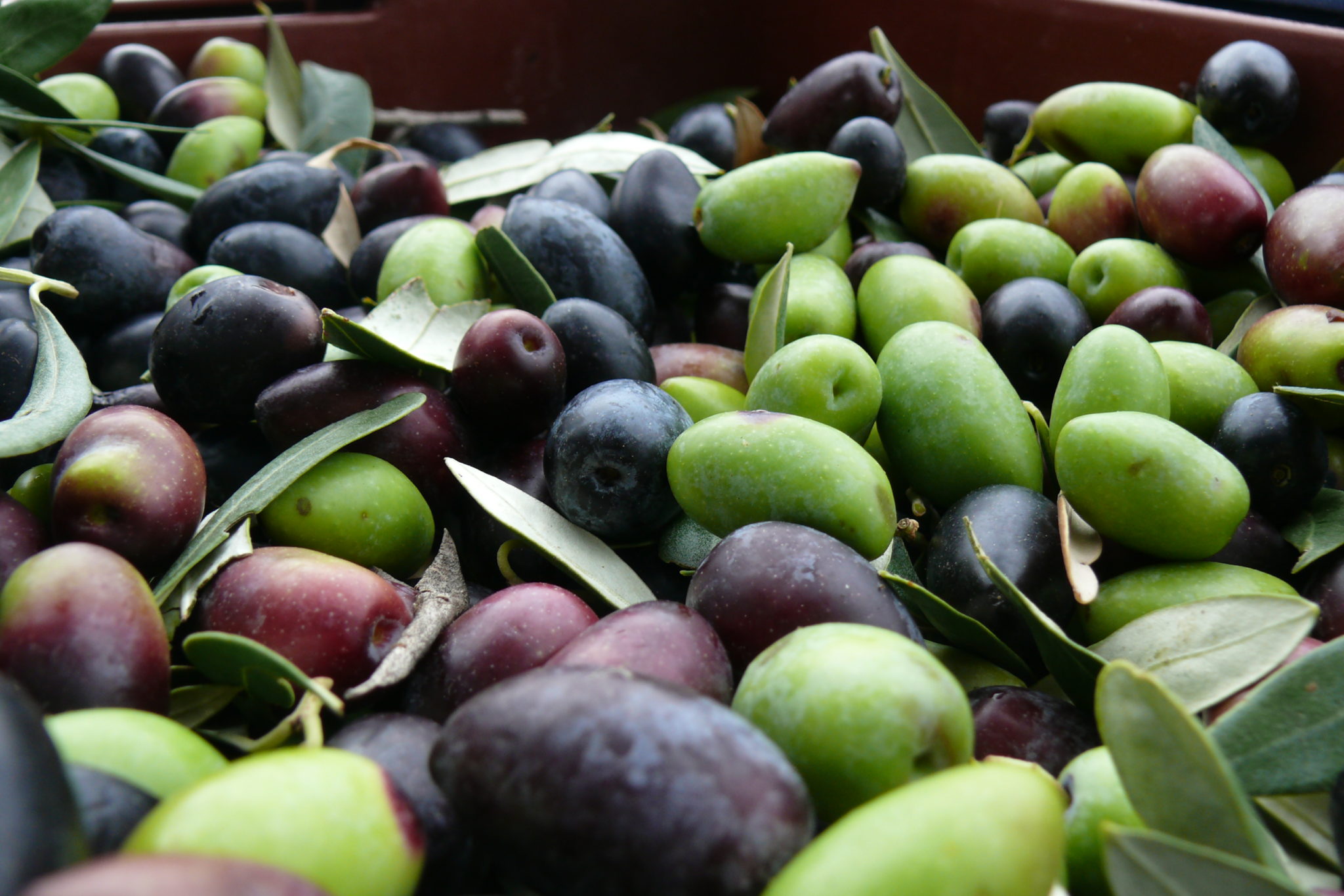 silver leaf Kalamon olives organic