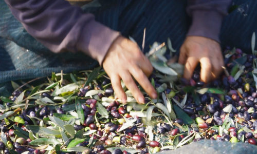 harvesting olives Gerasimos