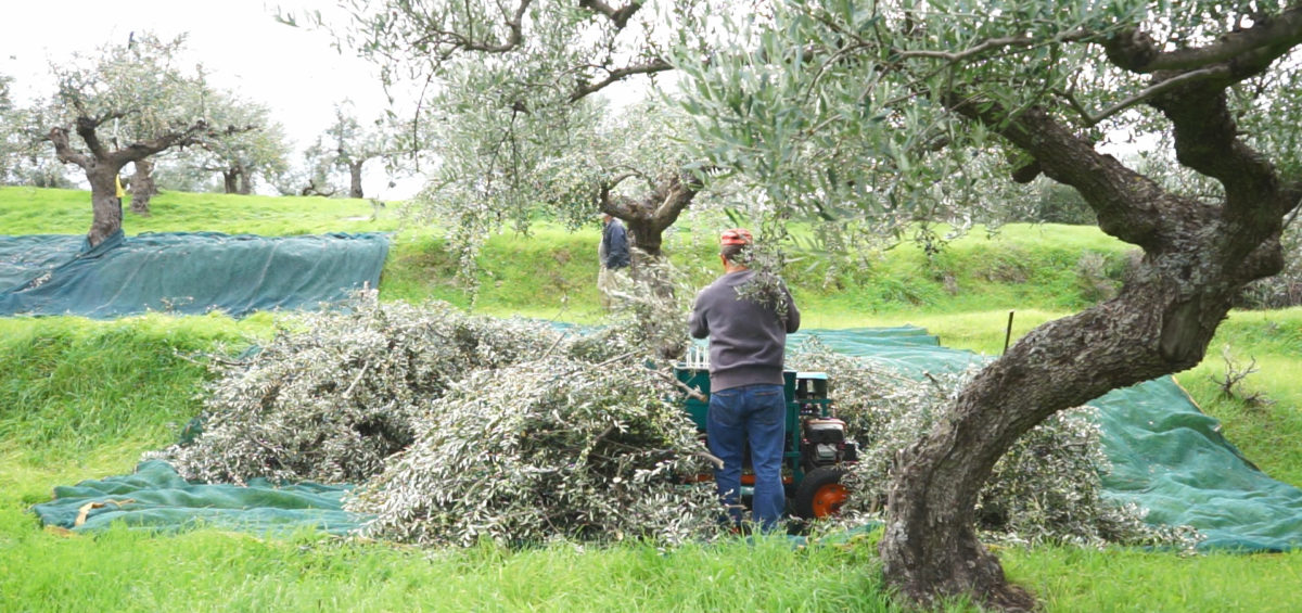harvesting olives in terraces