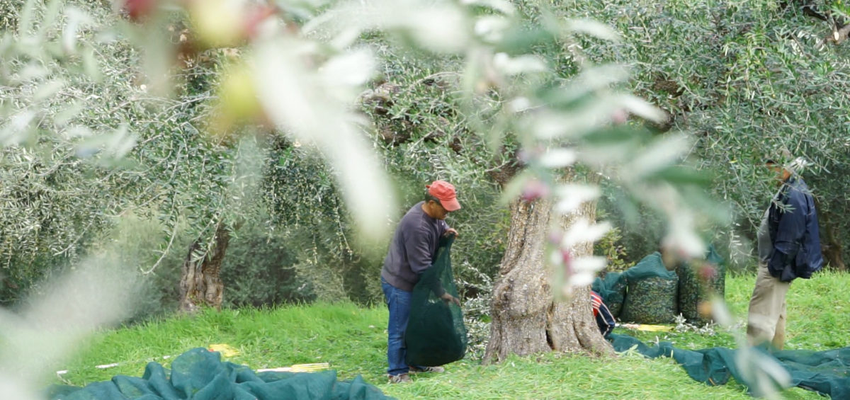 Olive harvest in Greece
