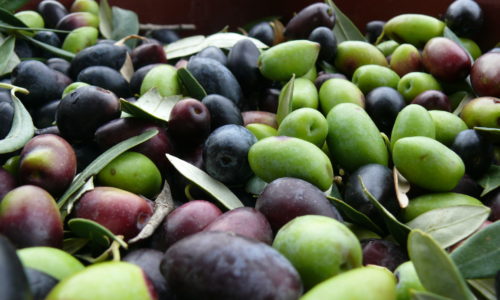Kalamon olives