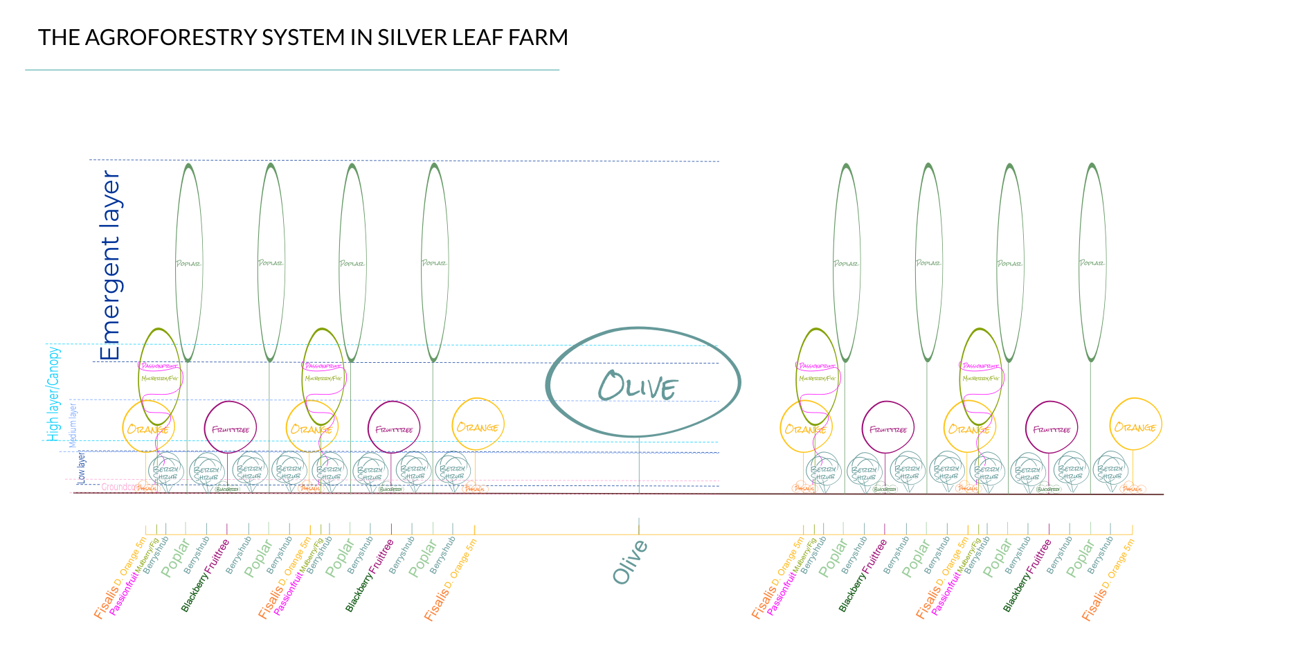 Das Agroforstwirtschaftssystem auf der silver leaf farm