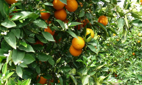 Orangen auf Baum