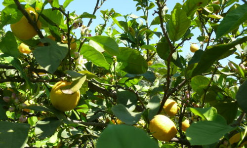 Zitronen auf Baum
