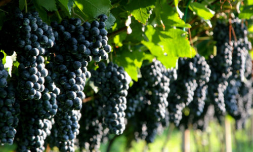 dark grapes for balsamic vinegar